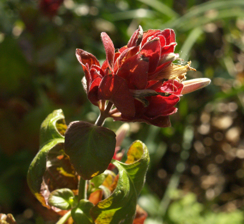 Shrimp plant bract in Central Texas winter