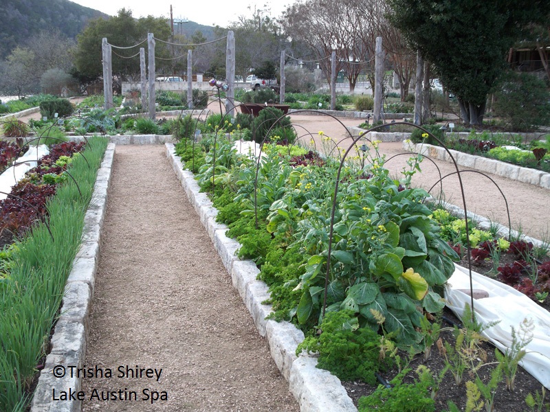 Lake Austin Spa Resort vegetable gardens 