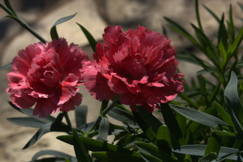 'Silver Pink' carnation 