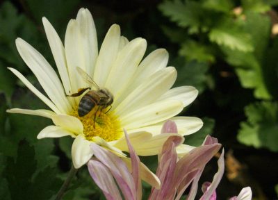 'Butterpat' chrysanthemum with bee