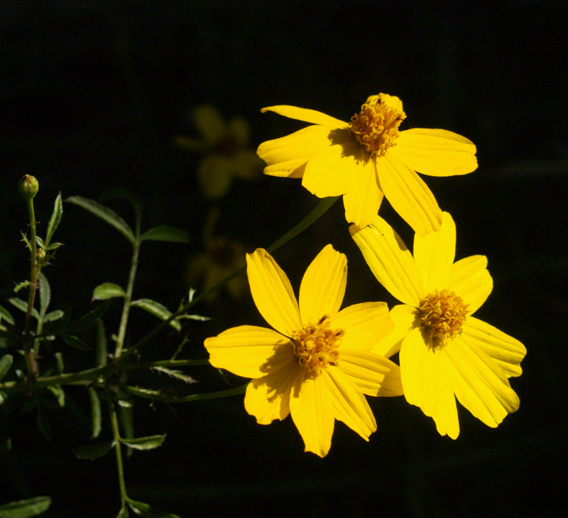 Copper Canyon daisy 