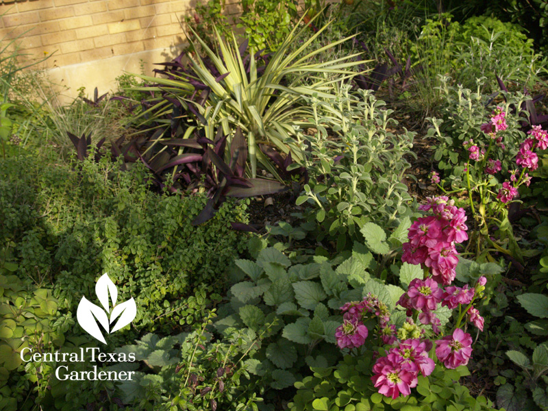 garden design Yucca Margaritaville, skullcap, pine muhly, annual stock (c) Linda Lehmusvirta