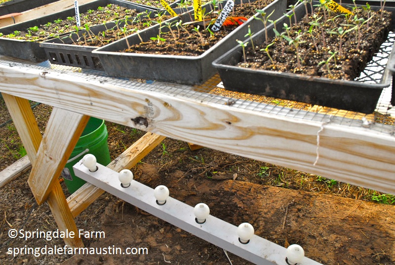 Springdale Farm vanity lights to warm seedlings 