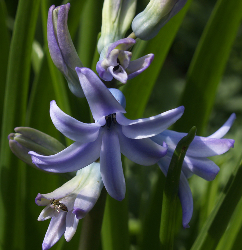 Hyacinthus orientalis 'Sky Jacket'