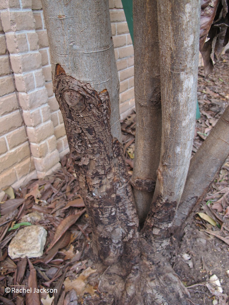 Loquat damaged by freeze Rachel Jackson 