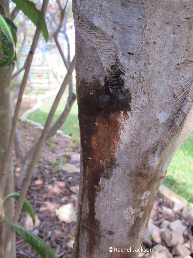 Loquat freeze damage Rachel Jackson 