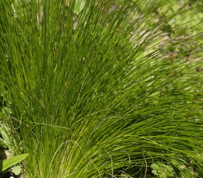 Mexican Feather Grass