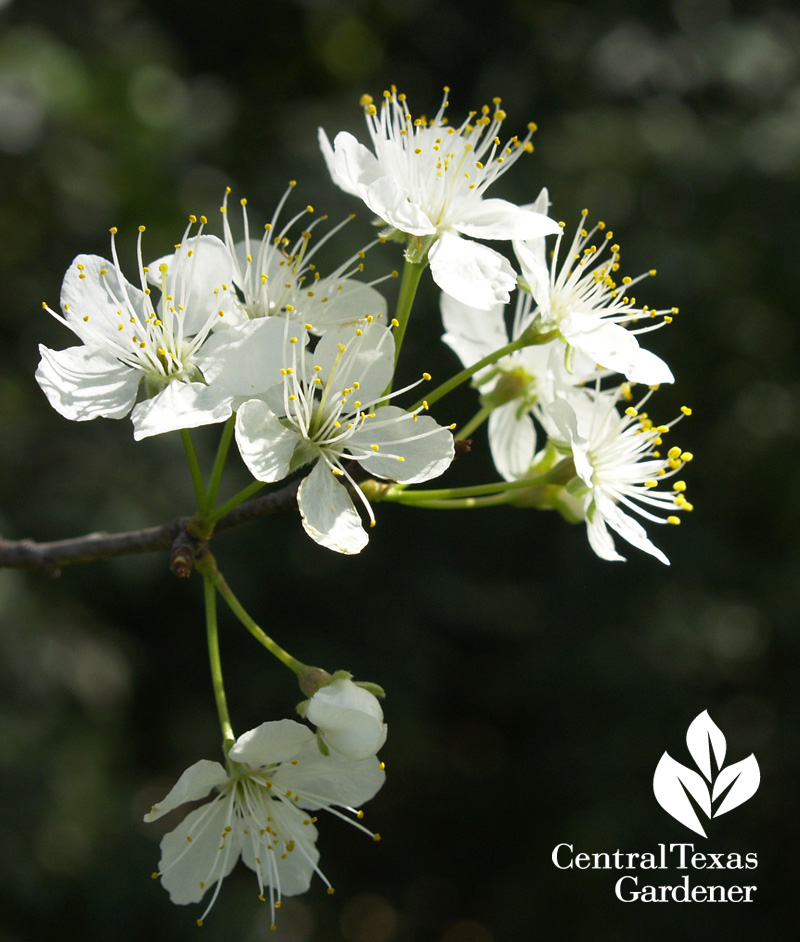 Mexican plum flowers Austin Texas (c) Linda Lehmusvirta