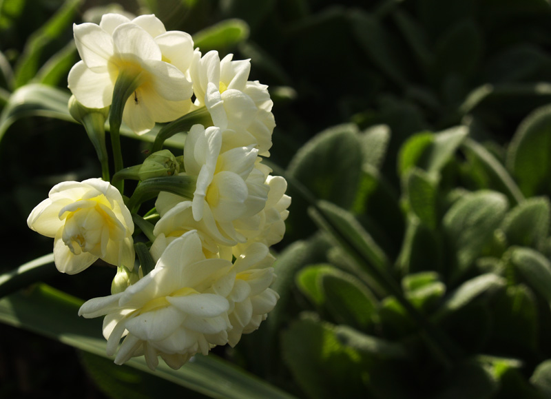 Narcisssus Erlicheer with 'Helen von Stein' lamb's ears