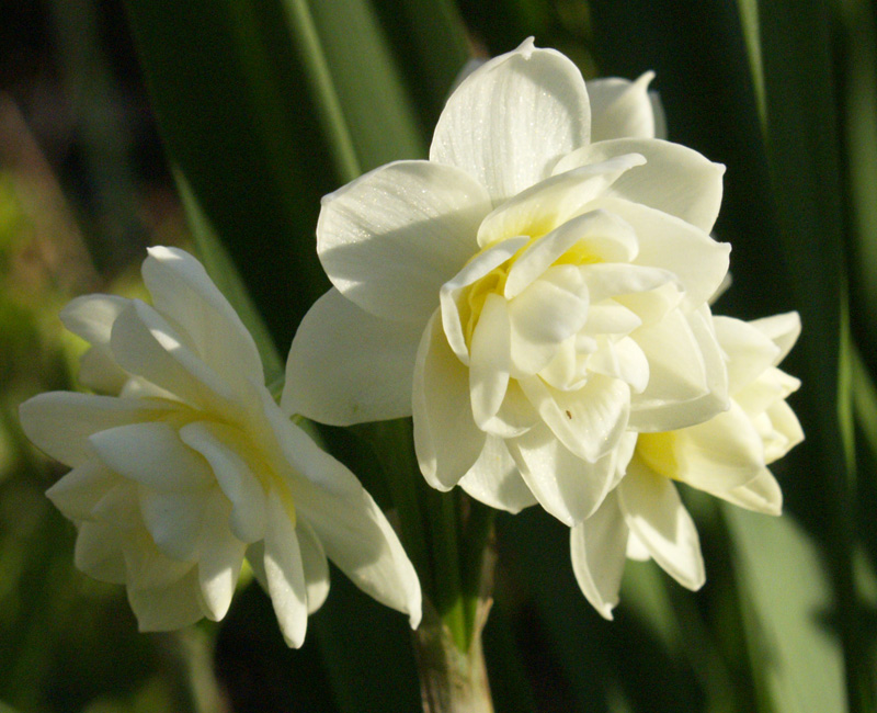 Narcissus Erlicheer 