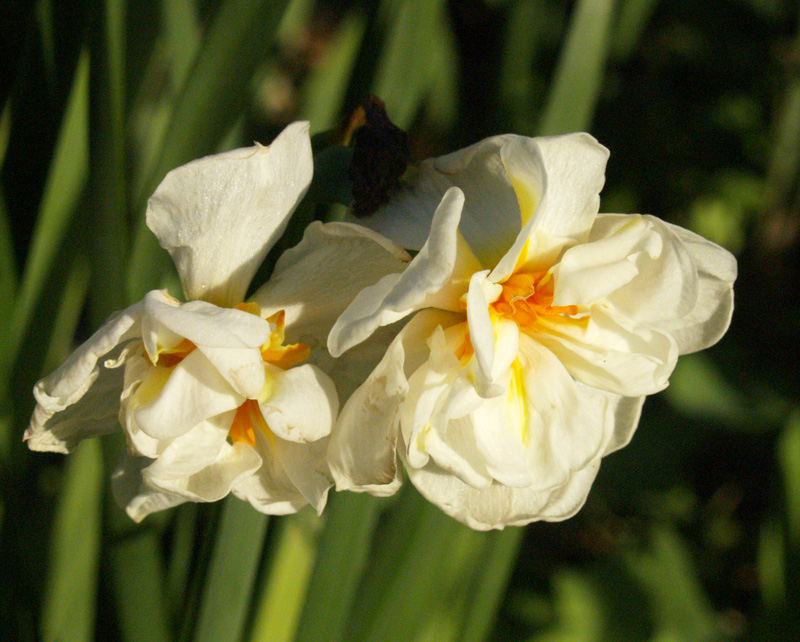 Narcissus 'Abba'