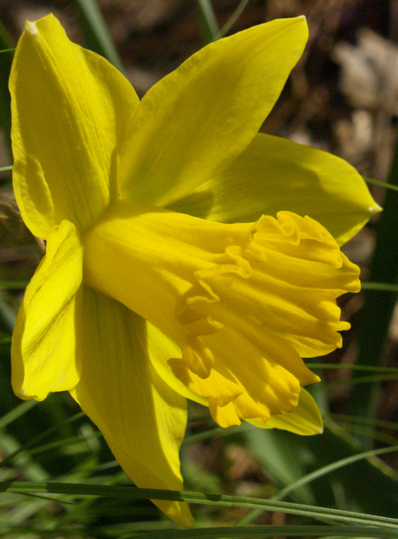 Narcissus 'Gigantic Star'  