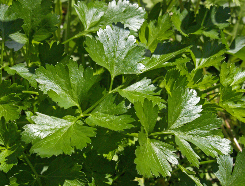 Flat-leaf Italian parsley