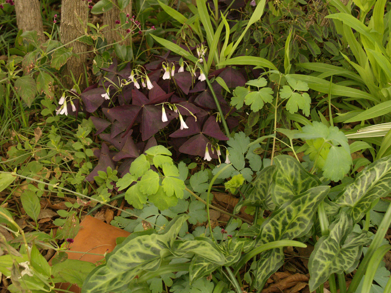 purple oxalis, Arum italicum,  columbine