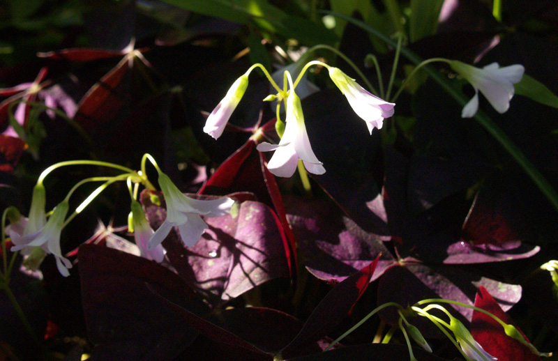 purple oxalis flowers 