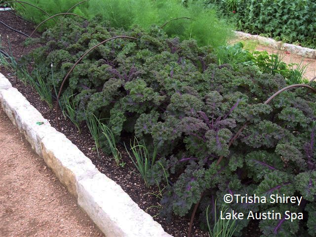 Redbor kale, Trisha Shirey Lake Austin Spa Resort