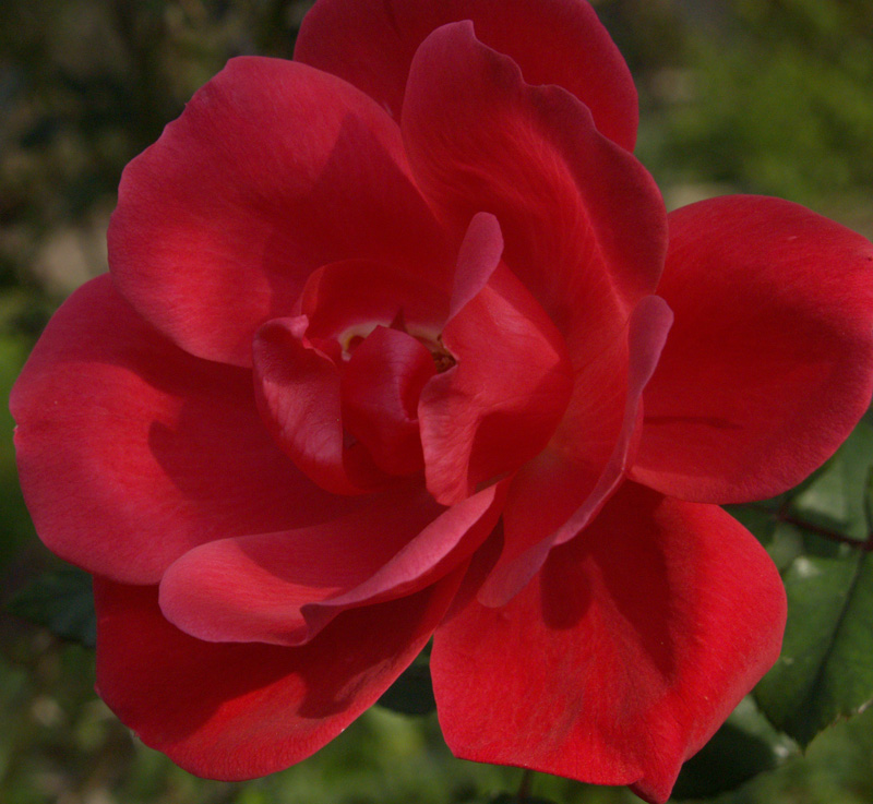 Red Knock Out rose 