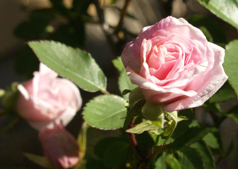 Rose Marie Pavie early flower