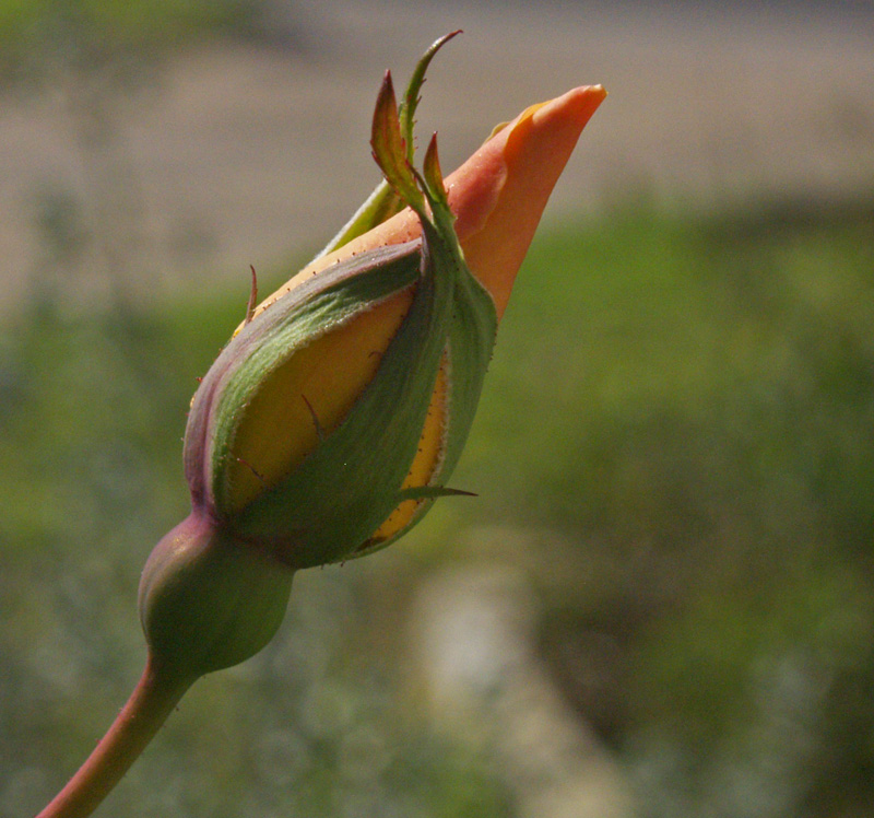 Mrs. Oakley Fisher bud 