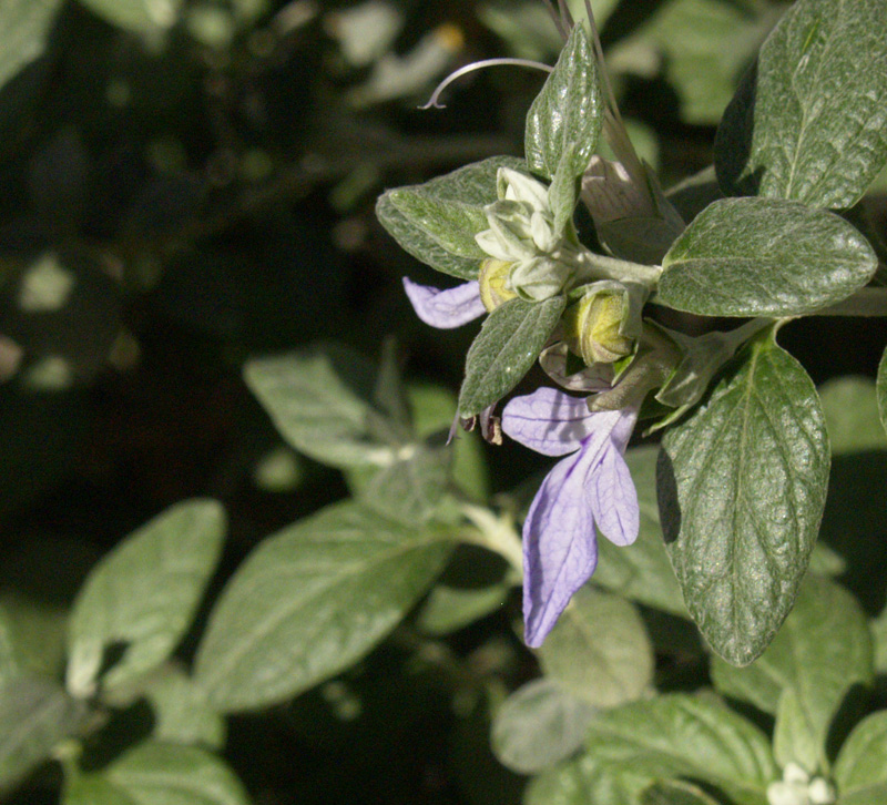 Silver germander flower Teucrium fruticans