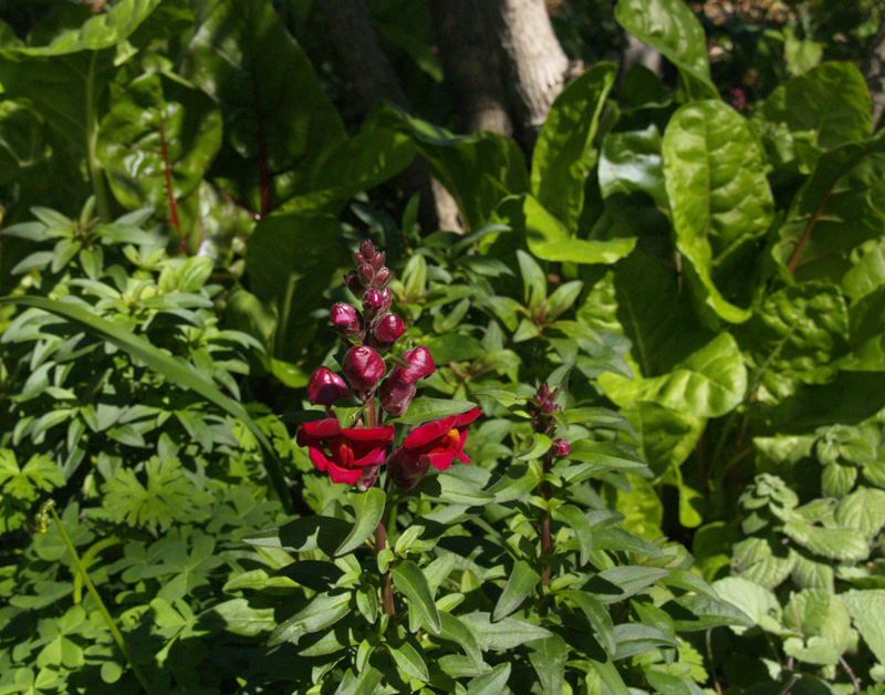 Snapdragons with Swiss chard