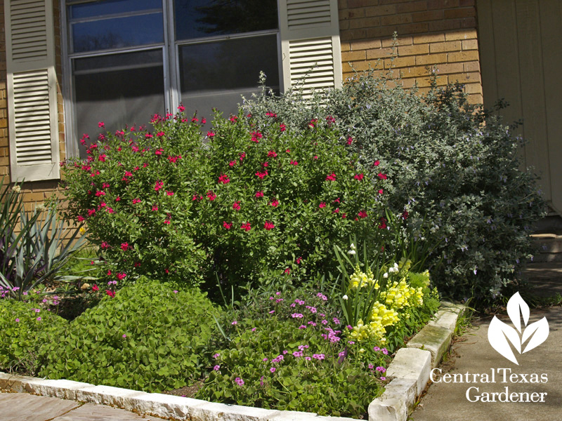 garden design with silver bush germander, Salvia greggi, snapdragons (c) Linda Lehmusvirta