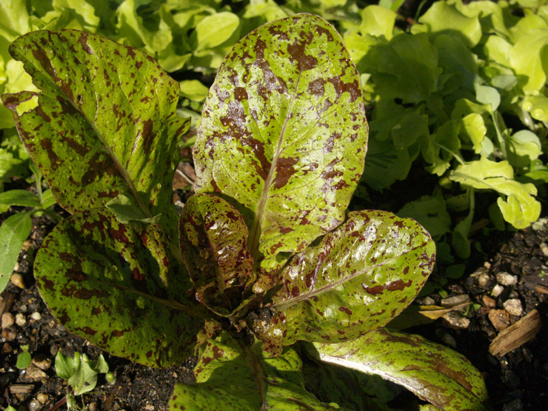 Speckles lettuce Central Texas Gardener 