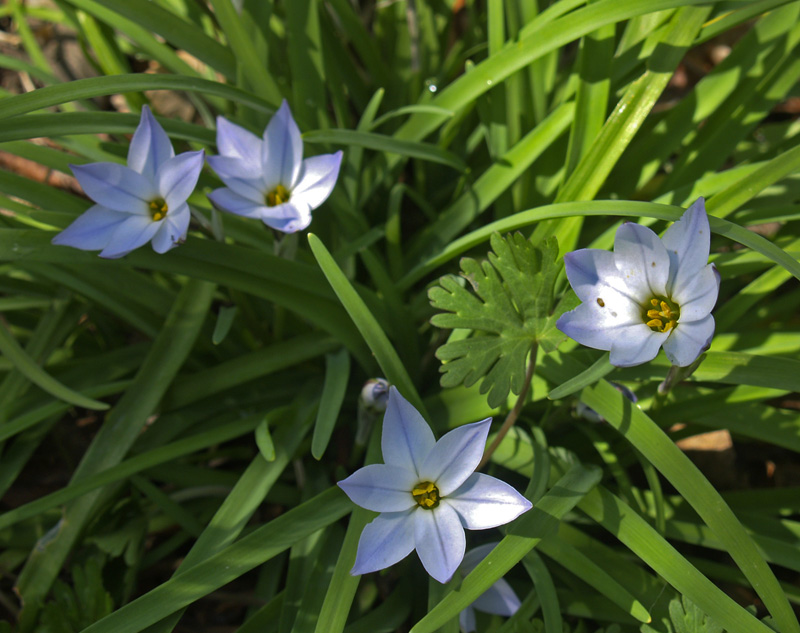 spring starflowers (Ipheion uniflorum)