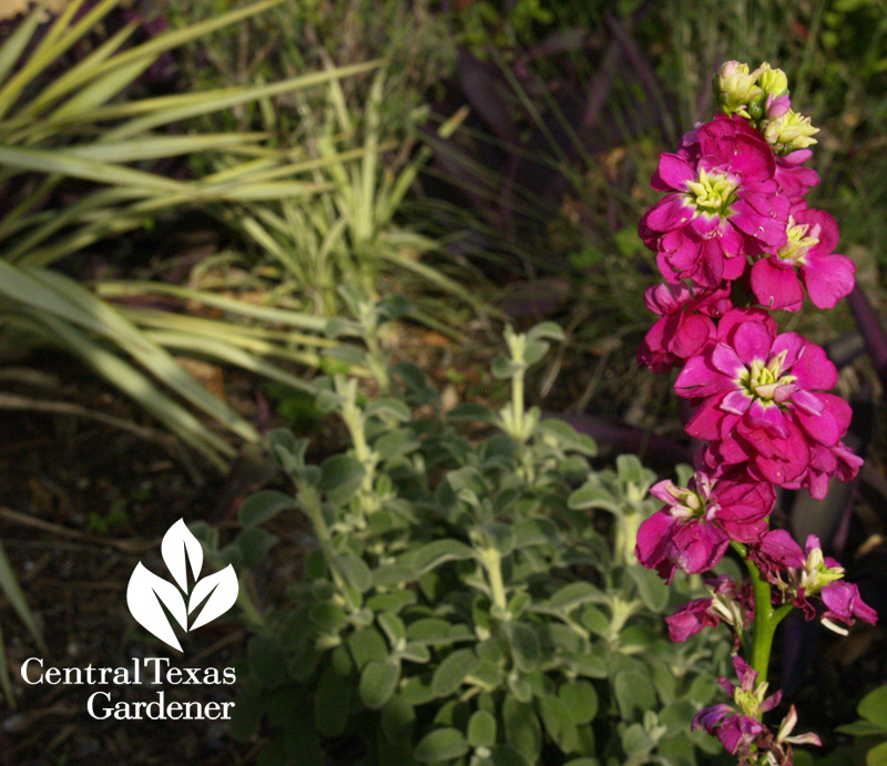 Yucca 'Margaritaville', dwarf Jerusalem sage, stock (c) Linda Lehmusvirta