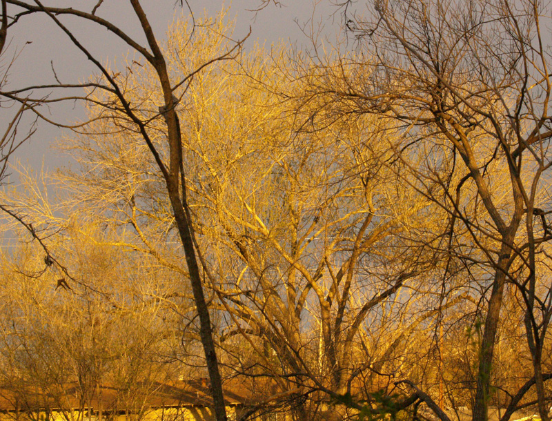 winter tree color Central Texas