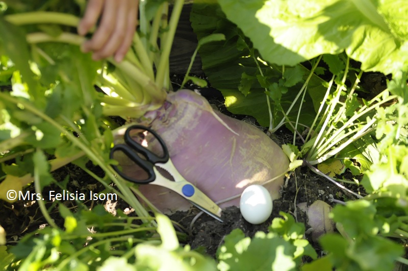 huge turnip grown in a container