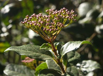 'Spring Bouquet' viburnum in bud