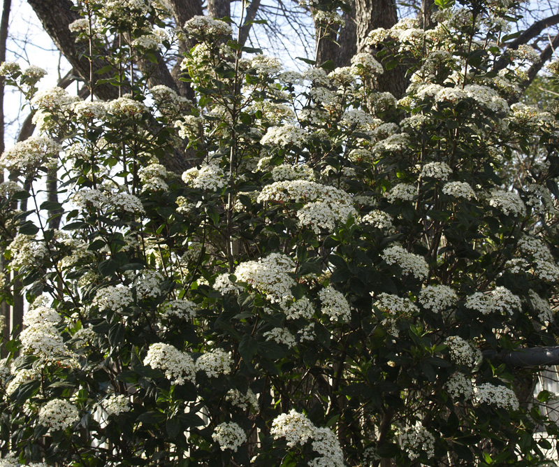 Viburnum 'Spring Bouquet'