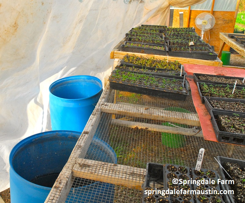 Water buckets to warm seedlings Springdale Farm 