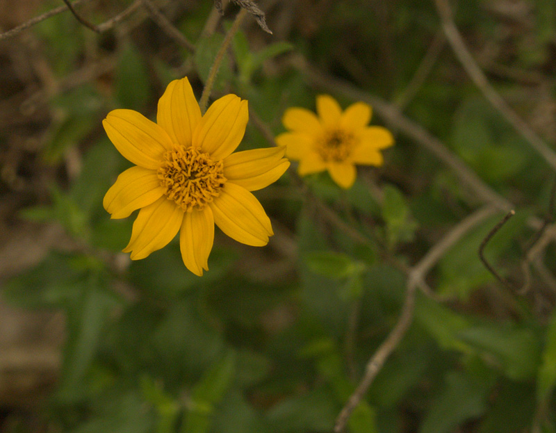 Zexmenia blooming in January