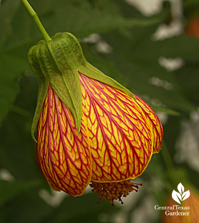 'Patrick abutilon' (c) Linda Lehmusvirta