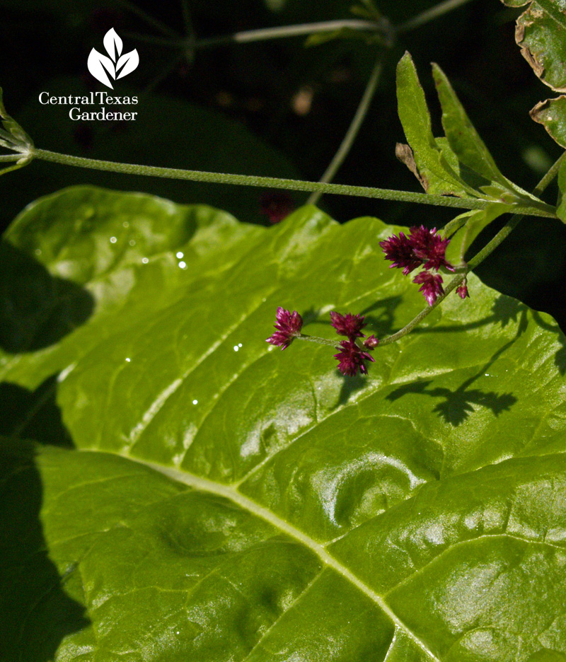 Swiss chard and Gomphrena grapes (c) Linda Lehmusvirta