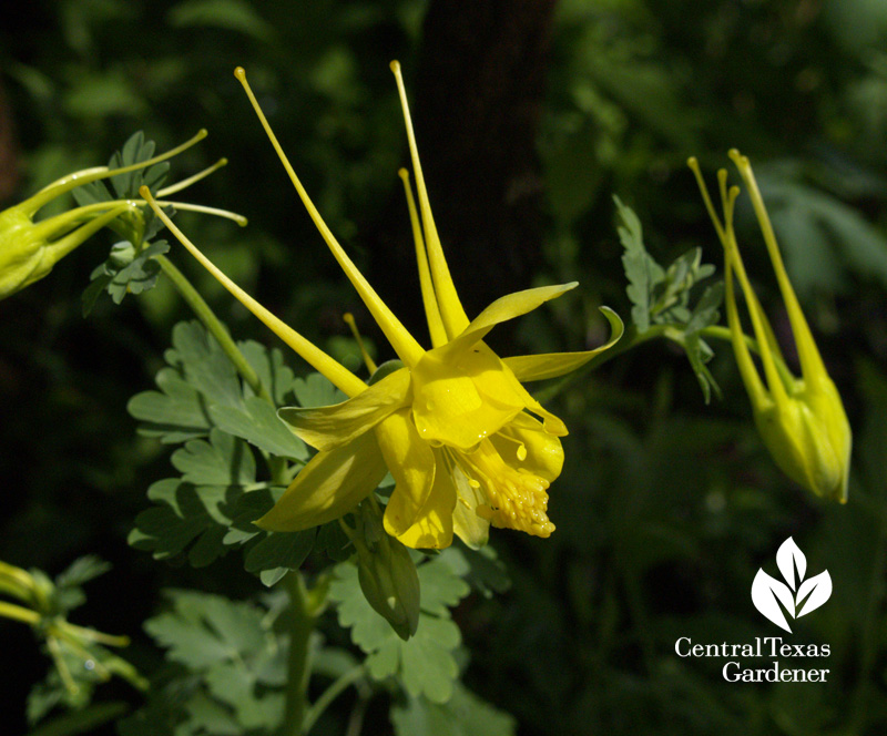 Columbine Aguilegia chrysantha (c) Linda Lehmusvirta