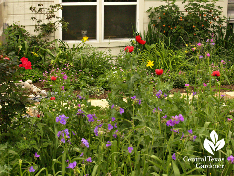 Poppies, spiderworts, abutilons, columbine (c) Linda Lehmusvirta