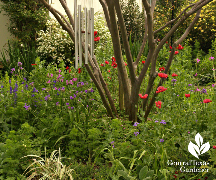 Poppies, spiraea, Lady Banks rose Austin garden (c) Linda Lehmusvirta