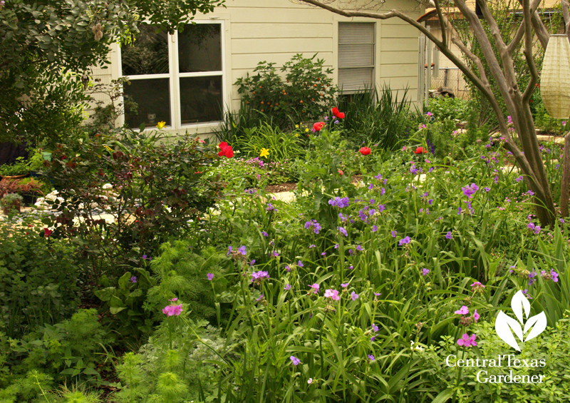 Central Texas Gardener spring flowers