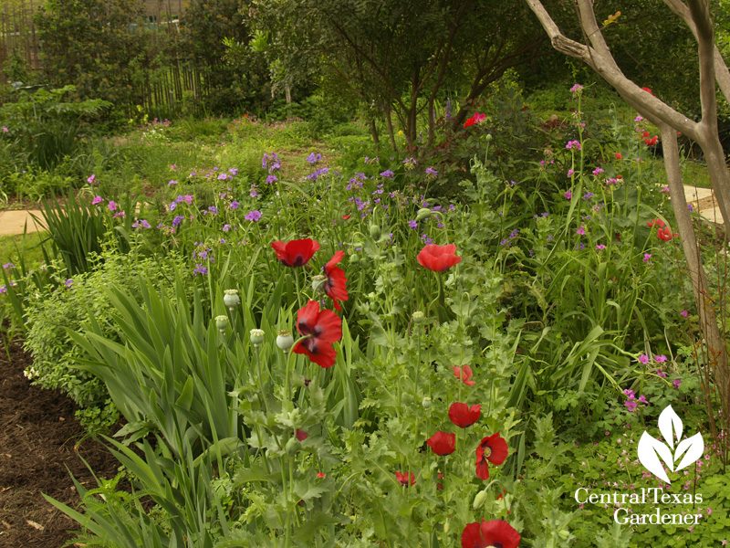 Poppies, bearded iris, spiderworts in Austin Texas garden (c) Linda Lehmusvirta