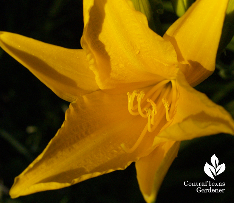 Yellow daylily (c}Linda Lehmusvirta