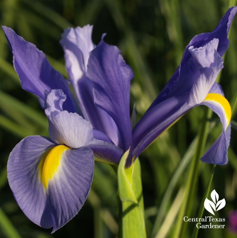 Purple Dutch iris (c) Linda Lehmusvirta