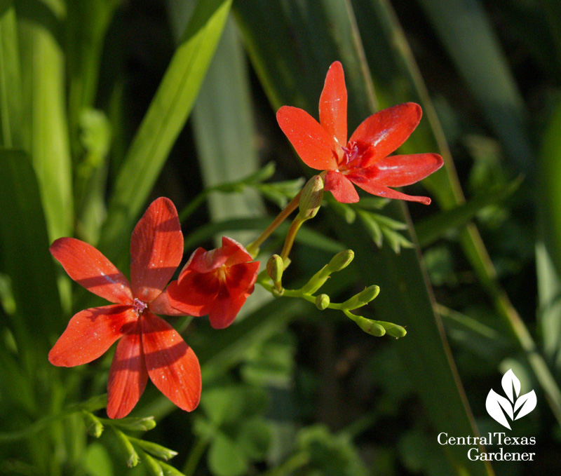 Freesia laxa (c) Linda Lehmusvirta