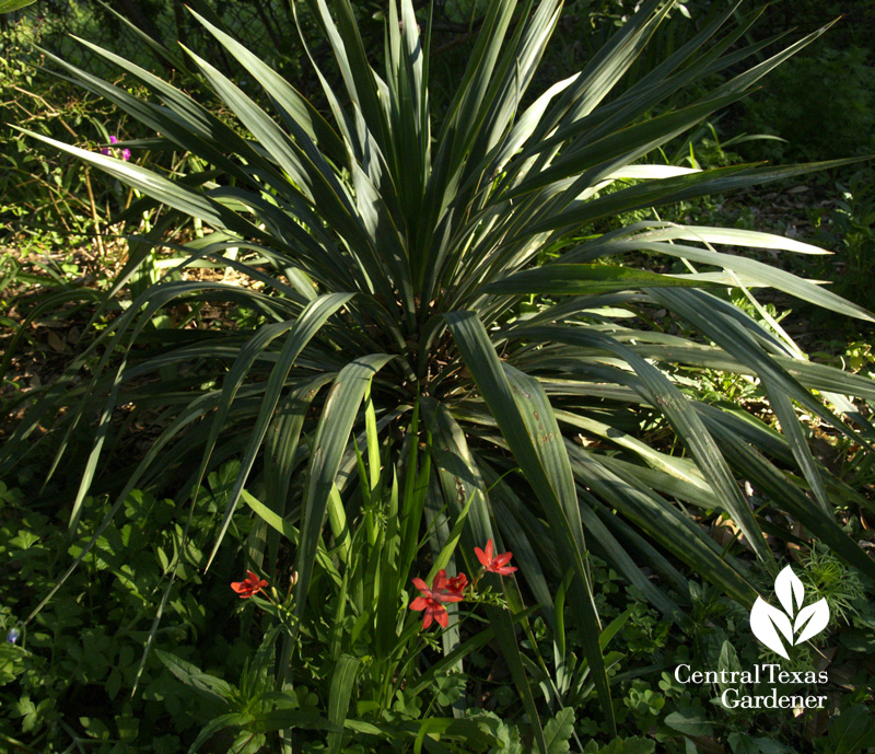 Freesia laxa with soft leaf yucca Freesia laxa with soft leaf yucca (c) Linda Lehmusvirta