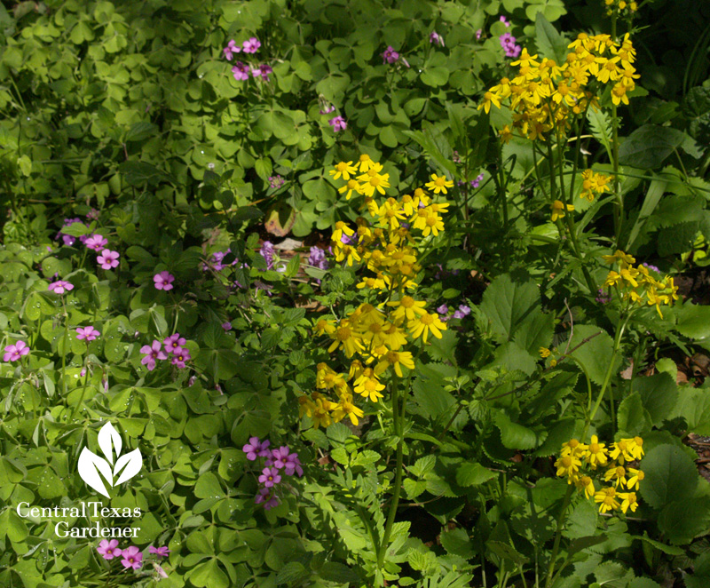 Golden groundsel and Oxalis crassipes (c) Linda Lehmusvirta