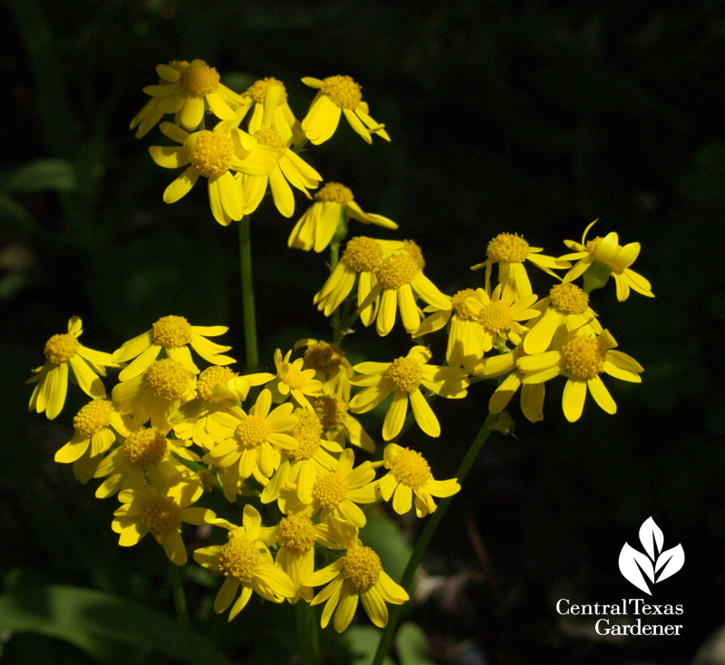 Golden groundsel (Packera obovata) (c) Linda Lehmusvirta