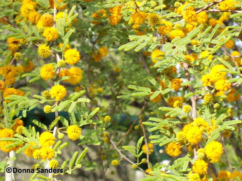 Huisache flowers (c) Donna Sanders