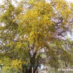 Huisache tree in San Antonio (c) Donna Sanders